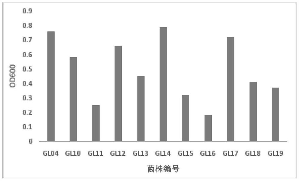 Lactobacillus preparation and application thereof