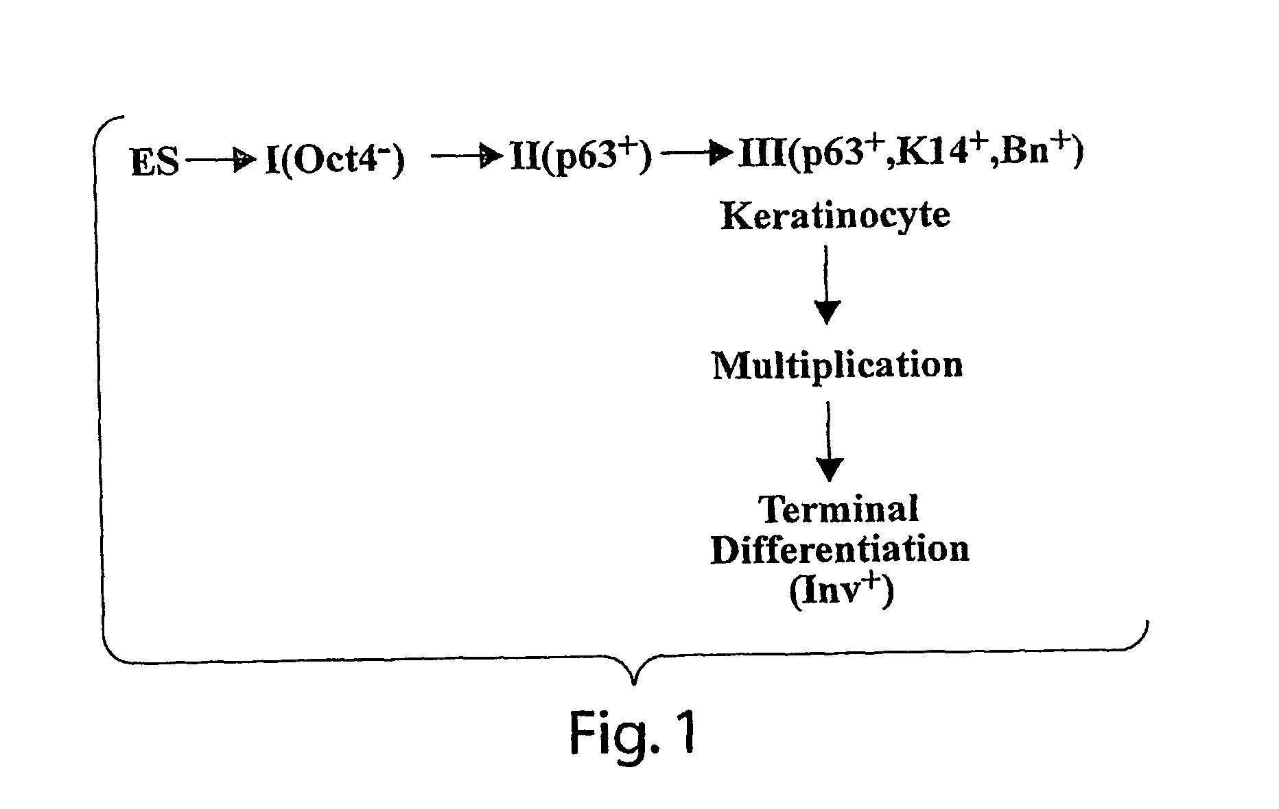 Methods for Culturing Keratinocytes from Human Embryonic Stem Cells