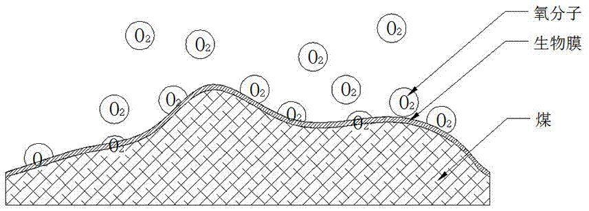 Inhibition method and technology for coal spontaneous combustion through biological method