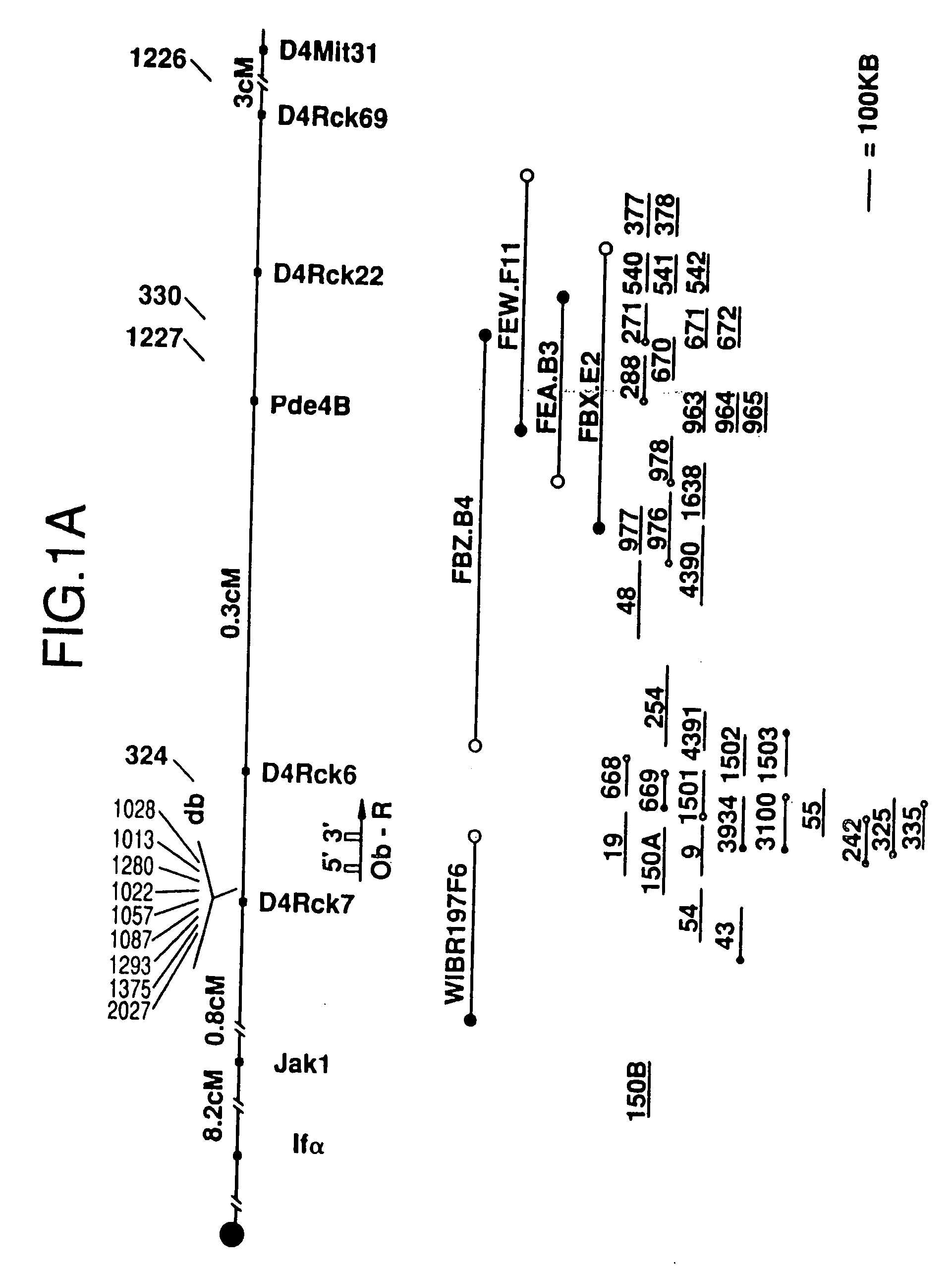 DB, the receptor for leptin, nucleic acids encoding the receptor, and uses thereof