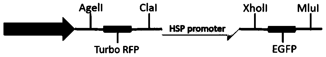 Multigene expression and silencing system controlled by heat shock protein gene promoter and tetracycline gene promoter