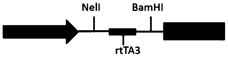 Multigene expression and silencing system controlled by heat shock protein gene promoter and tetracycline gene promoter