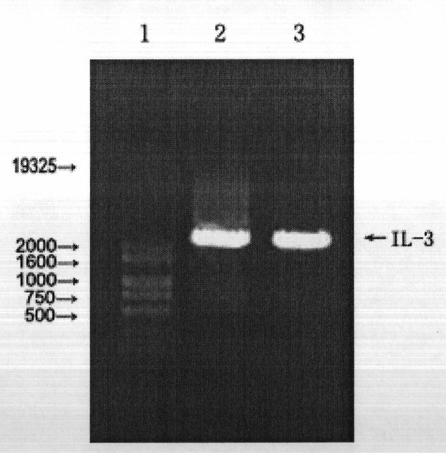 Melanterite-containing medicinal composition and preparation method thereof