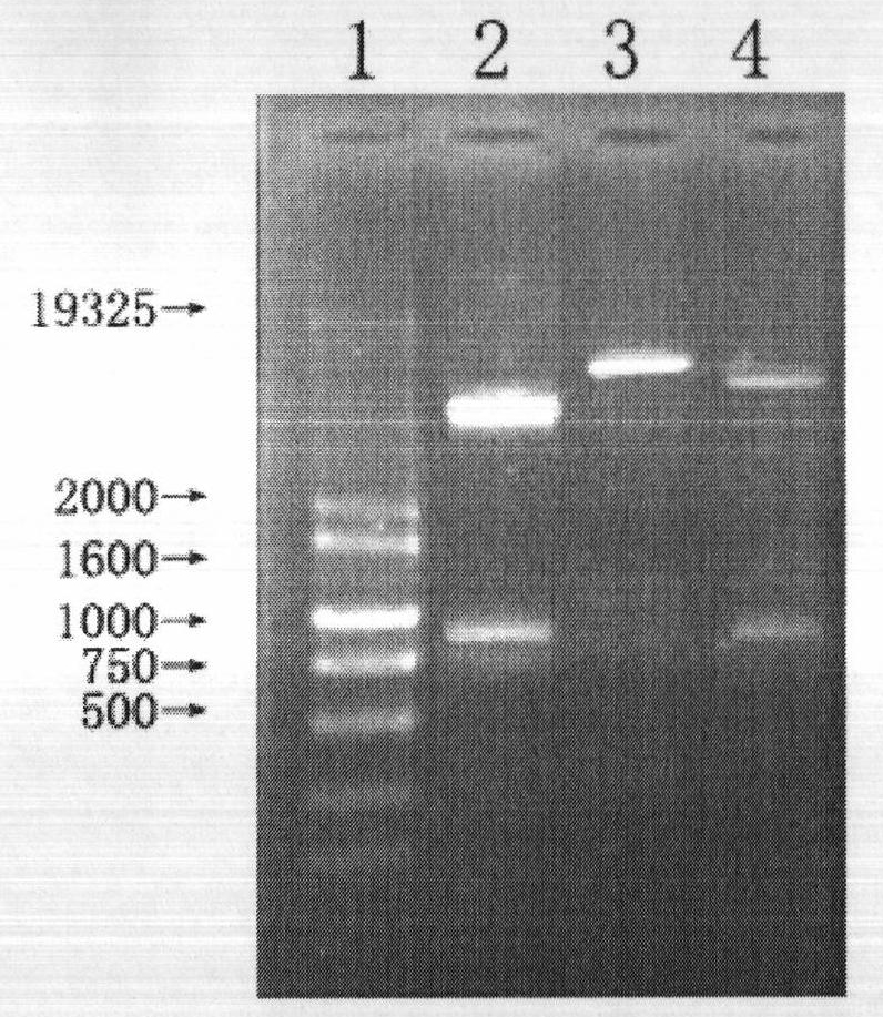 Melanterite-containing medicinal composition and preparation method thereof