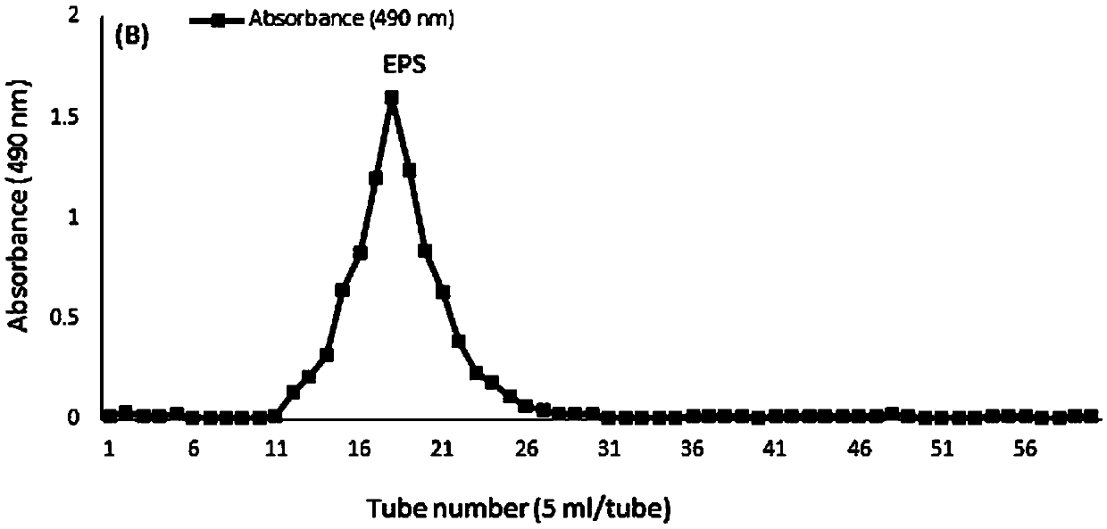 Exopolysaccharide and application thereof