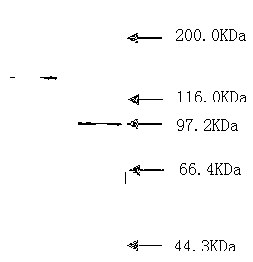 Bacillus thuringiensis MB-15 strain and preparation method of its wettable powder