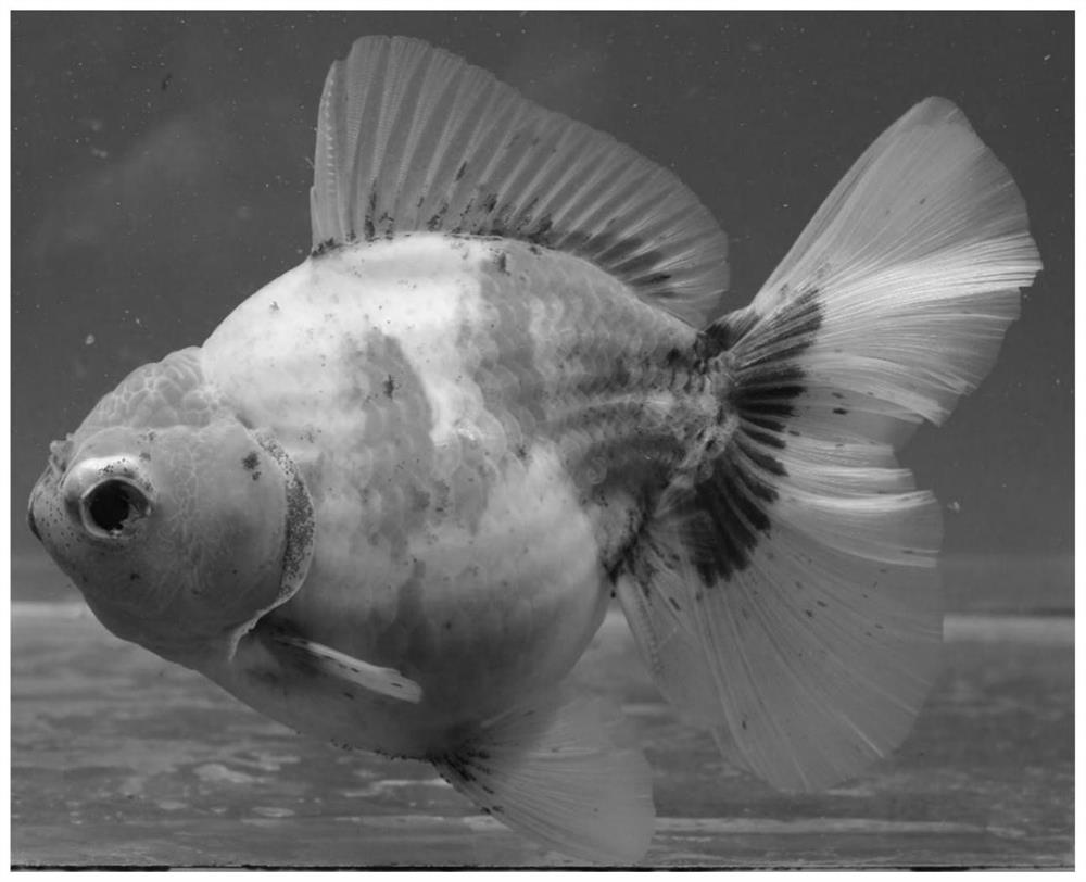 Goldfish gene editing technology and method for creating new goldfish variety by using goldfish gene editing technology