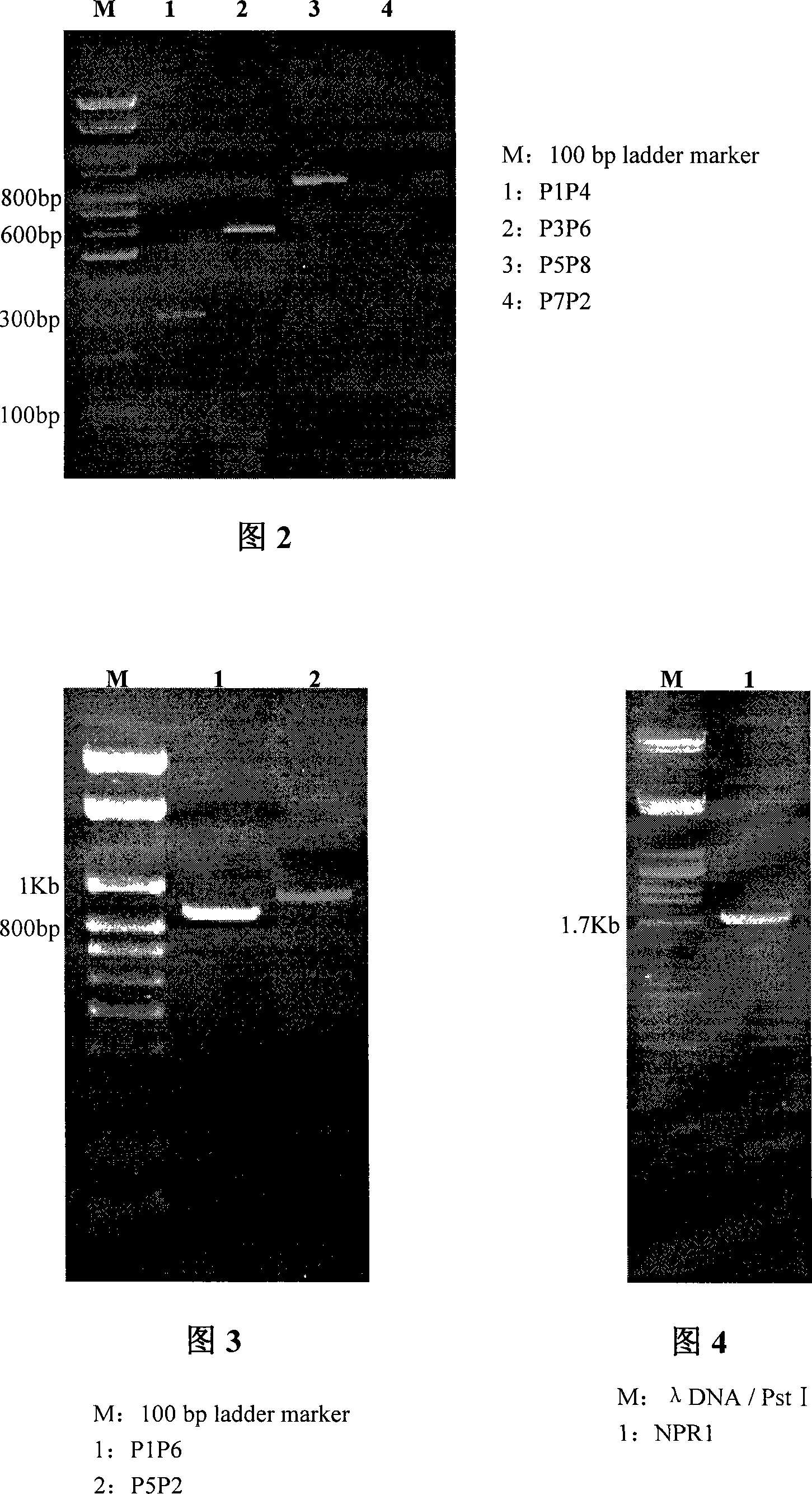 DNA multi-point directed mutation method