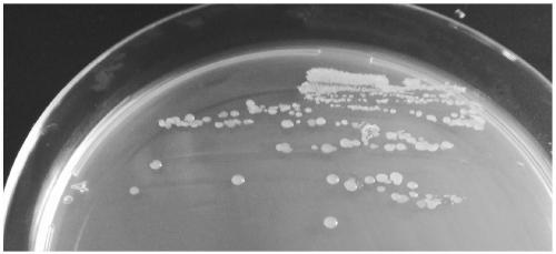 Bacillus siamensis and application thereof