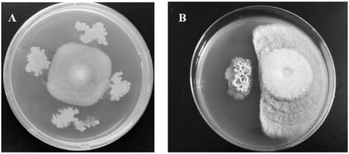 Bacillus siamensis and application thereof