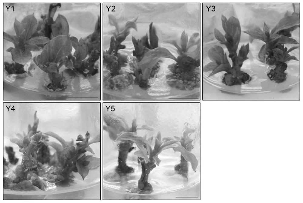 A method for establishing a moon persimmon in vitro regeneration system