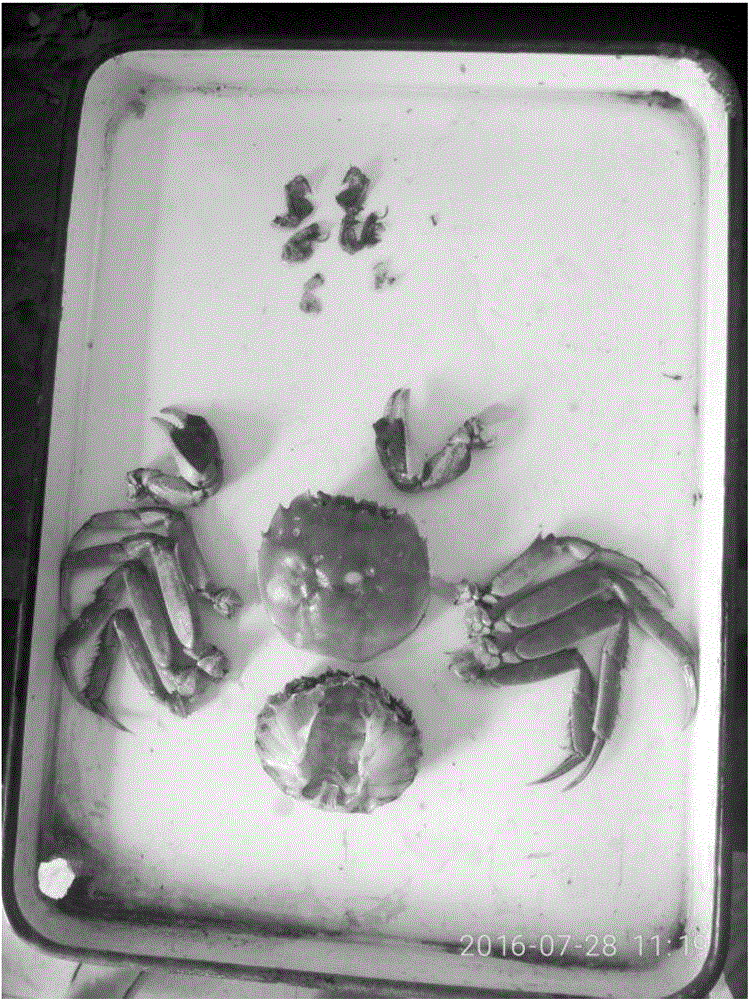 Method for making crab type aquatic livestock stripped specimen