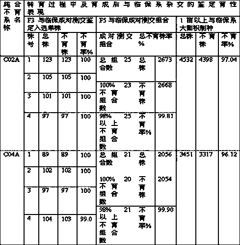 Selection breeding method of new homozygous sterile line of brassica napus