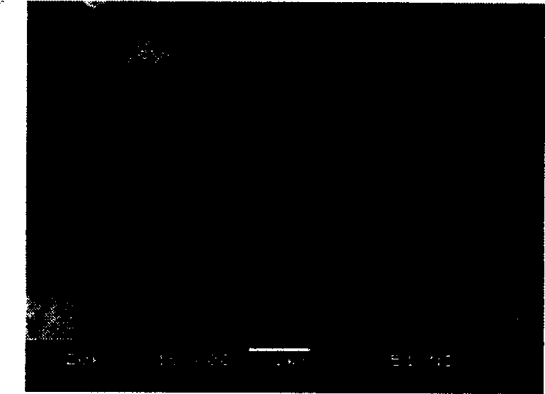 Positive electrode material for lithium ion cell and synthesizing method thereof