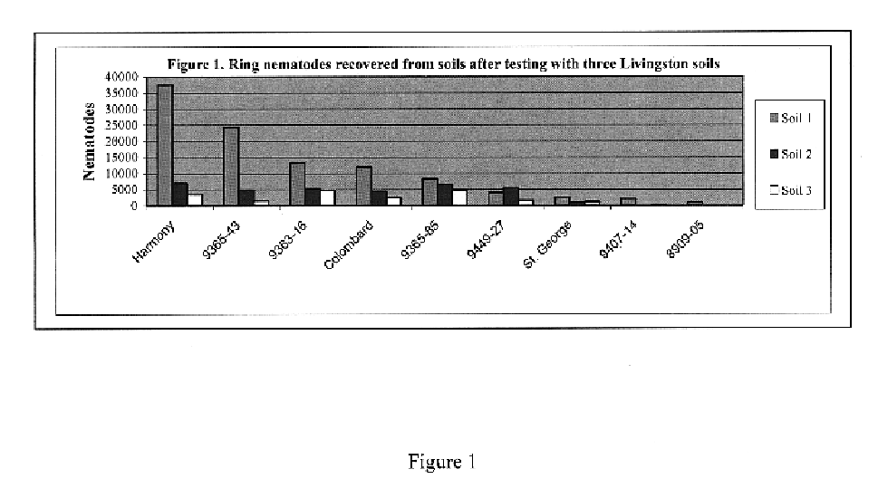 Nematode resistant grape rootstock ‘9365-43’