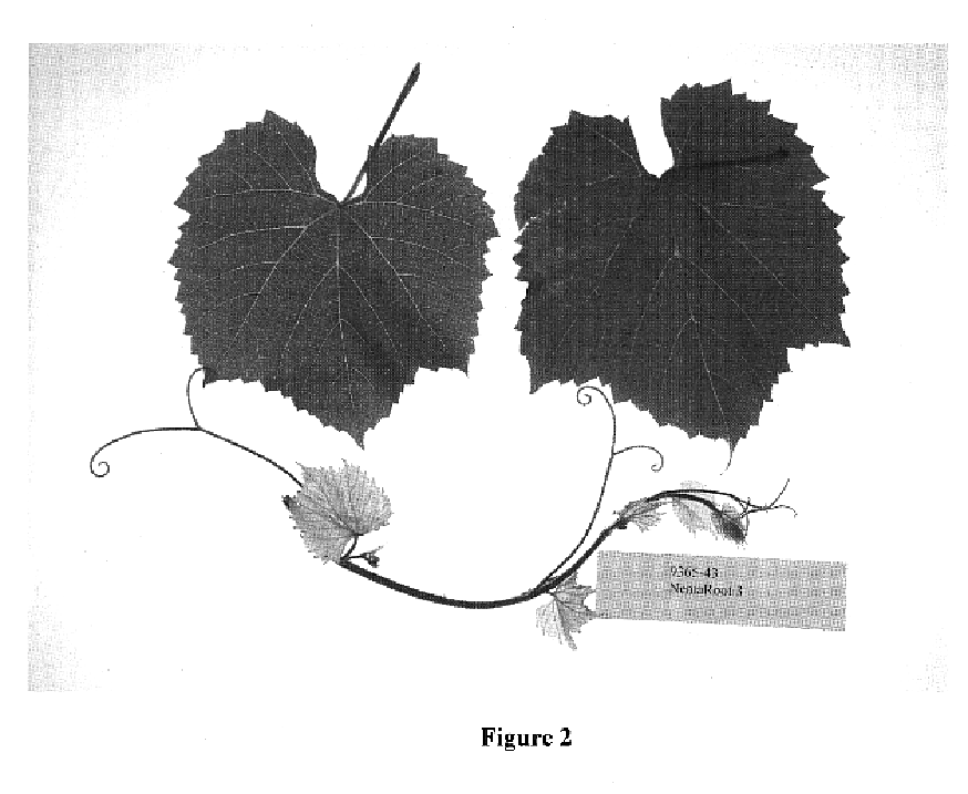 Nematode resistant grape rootstock ‘9365-43’