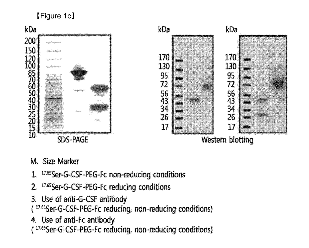 Protein complex by use of a specific site of an immunoglobulin fragment for linkage