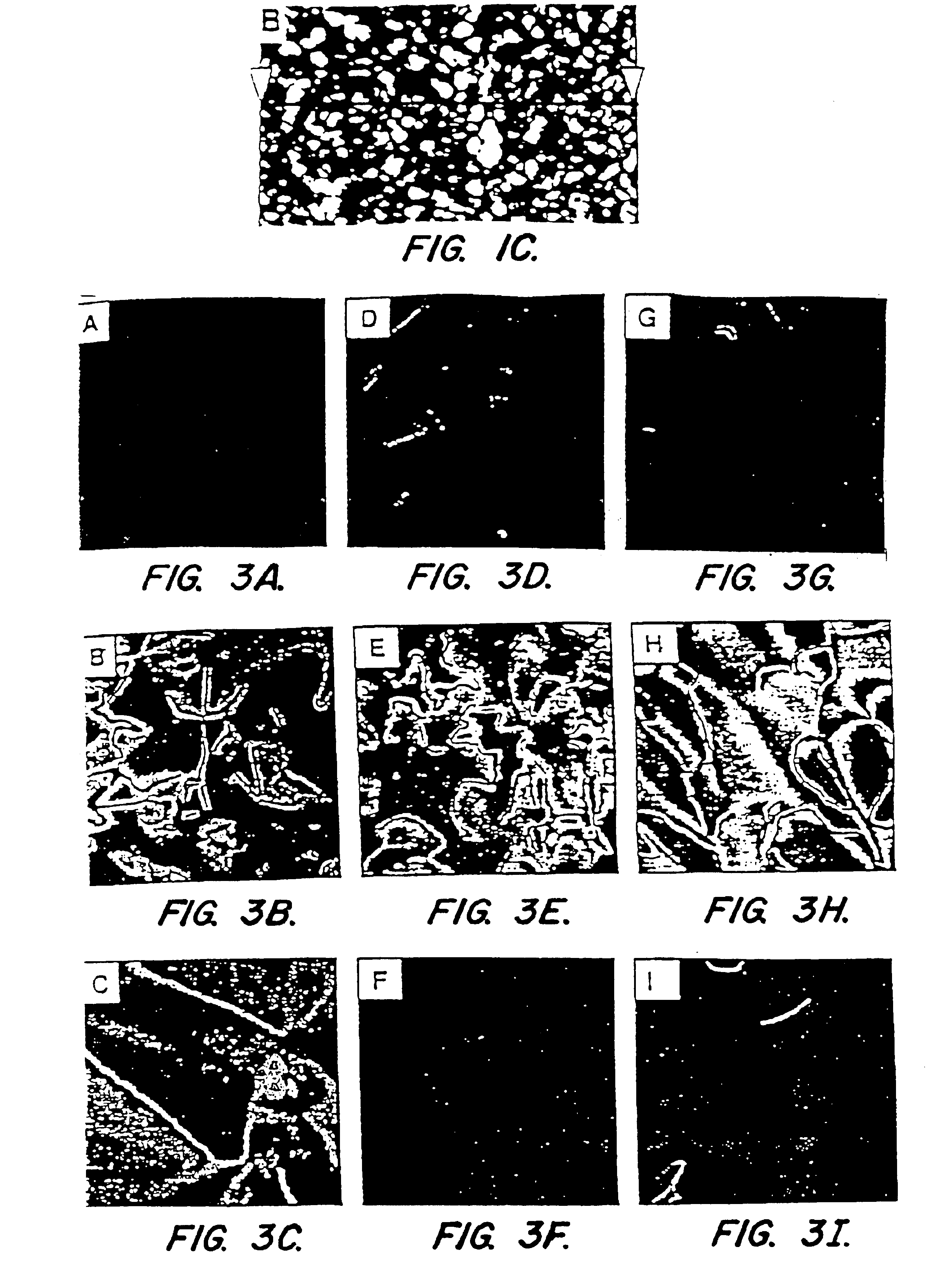 Optical Amplification of molecular interactions using liquid crystals