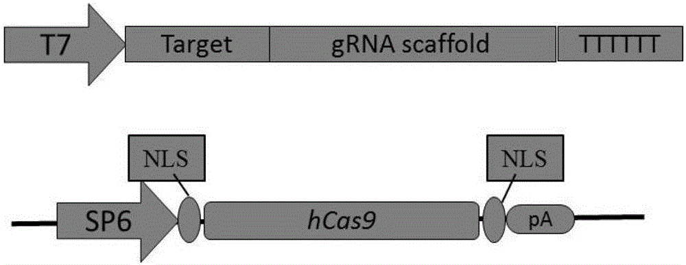 A method for constructing gene site-directed mutagenesis