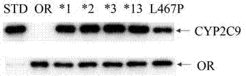 CYP2C9 gene segment containing 1400T&gt;C mutation, protein segment coded by same and application thereof