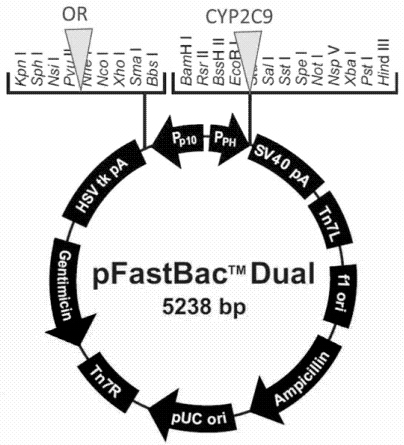 CYP2C9 gene segment containing 1400T&gt;C mutation, protein segment coded by same and application thereof