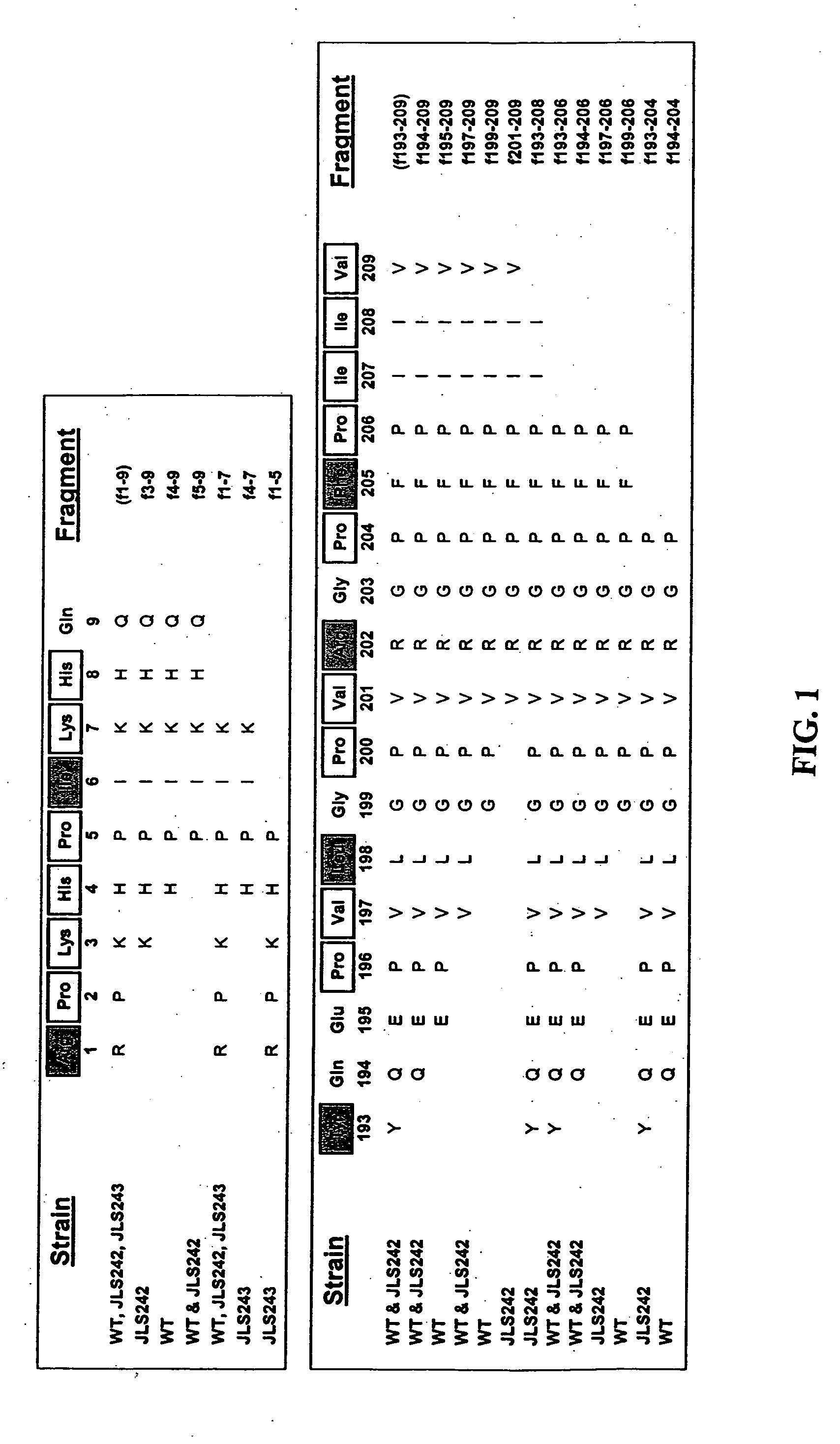 Methods and compositions involving endopeptidases PepO2 and PepO3