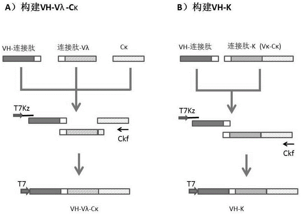 Anti-human PD-1 protein antibody, and coding gene and application thereof