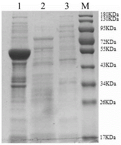 Chemiluminescent detection kit for bovine foot-and-mouth disease 3ABC antibody