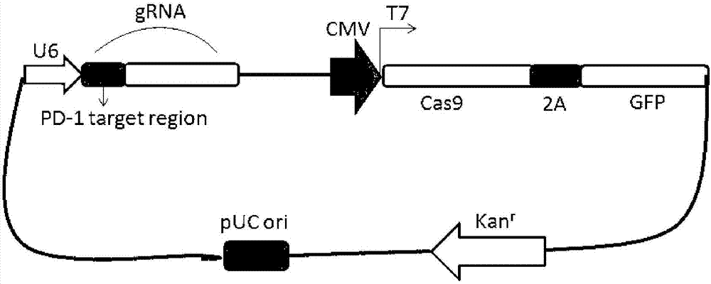 Preparation method of PD-1 (Programmed cell death protein 1) and CTLA4 (Cytotoxic T-Lymphocyte Antigen 4) double-gene defect type T lymphocyte preparation