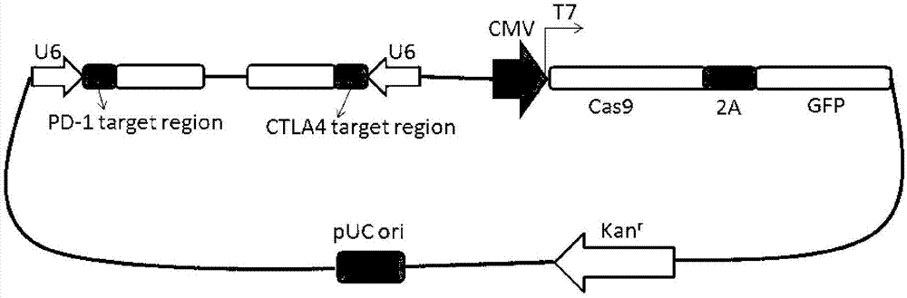 Preparation method of PD-1 (Programmed cell death protein 1) and CTLA4 (Cytotoxic T-Lymphocyte Antigen 4) double-gene defect type T lymphocyte preparation