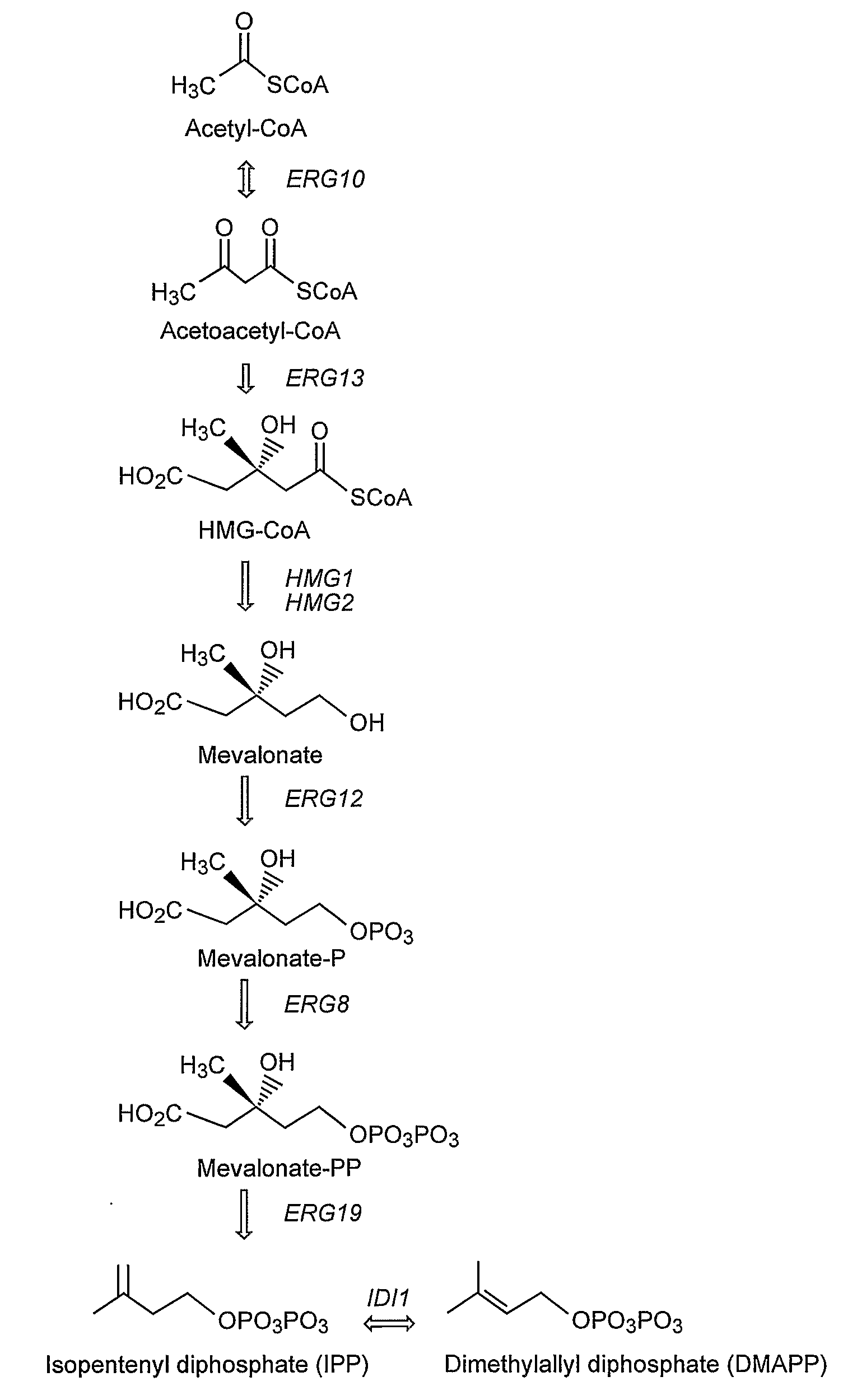 Genetically Modified Host Cells And Use Of Same For Producing Isoprenoid Compounds