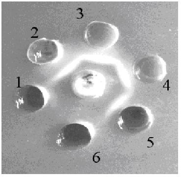 Canine parvovirus egg yolk antibody and preparation method thereof