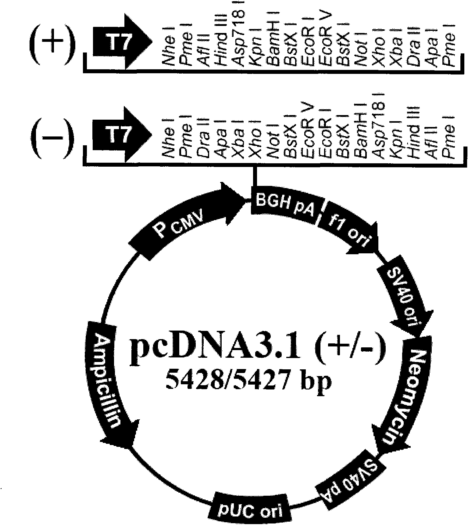 Immunoassay reagent for assaying influenza A H1N1 virus antigen