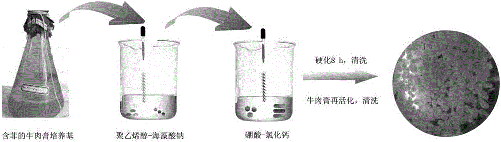 Compound microbial agent as well as preparation method and application thereof