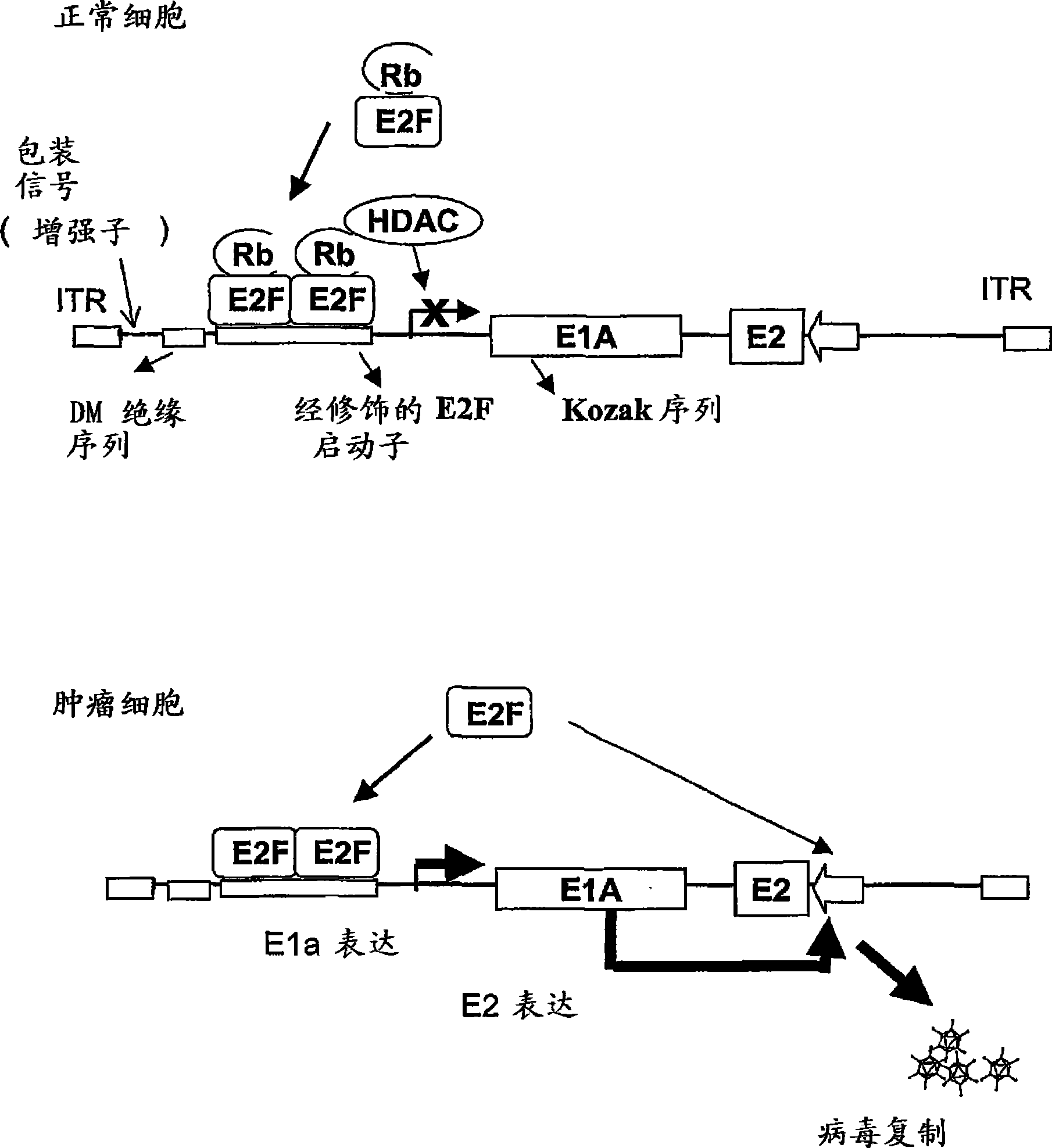 Oncolytic adenoviruses for the treatment of cancer