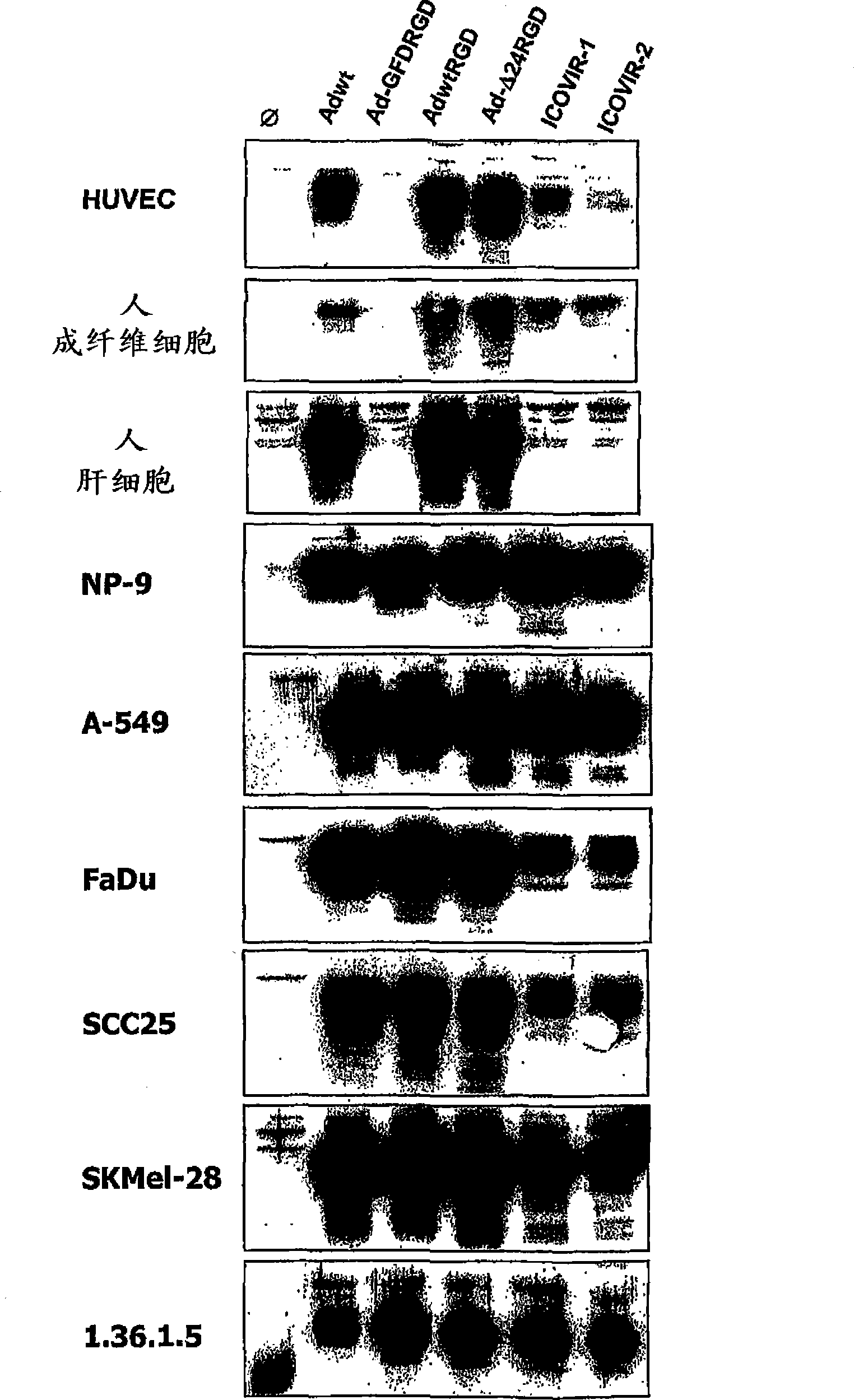 Oncolytic adenoviruses for the treatment of cancer