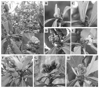 Method for promoting secondary flowering of loquats and application