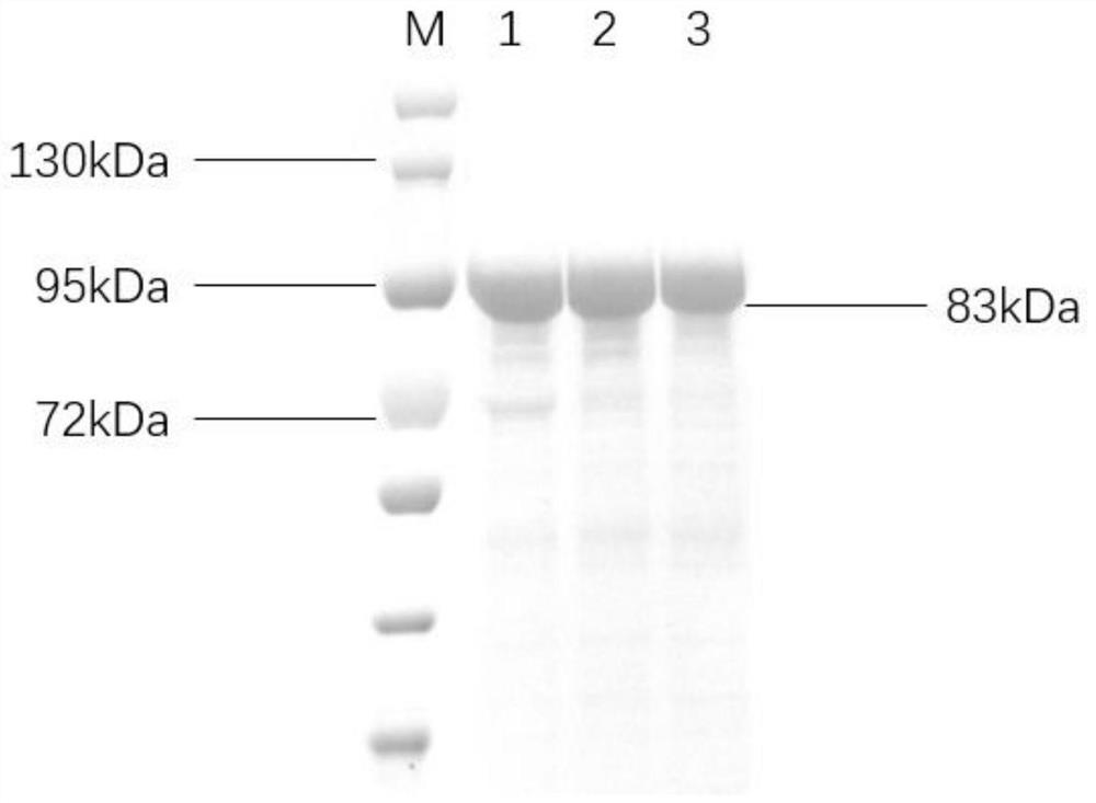 Preparation method of recombinant sialic acid excision enzyme, expression gene, recombinant expression vector and construction method