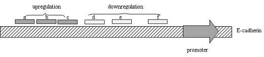 Method for transcriptional gene expression regulation and application