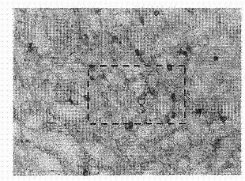 Device for establishing superficial sensory disturbance animal model