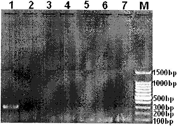 Quick clavibacter michiganensis subsp. michiganensis IMS-PCR (Polymerase Chain Reaction) detection kit, preparation method and use method thereof