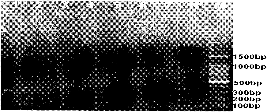 Quick clavibacter michiganensis subsp. michiganensis IMS-PCR (Polymerase Chain Reaction) detection kit, preparation method and use method thereof