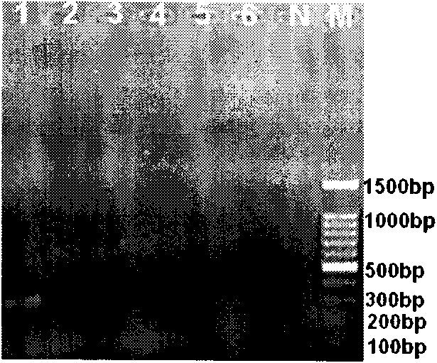 Quick clavibacter michiganensis subsp. michiganensis IMS-PCR (Polymerase Chain Reaction) detection kit, preparation method and use method thereof