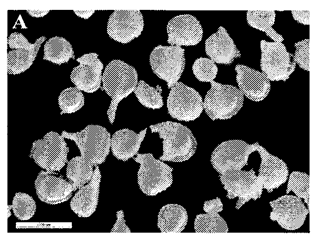 Simple method for quickly collecting large quantity of female root-knot nematodes