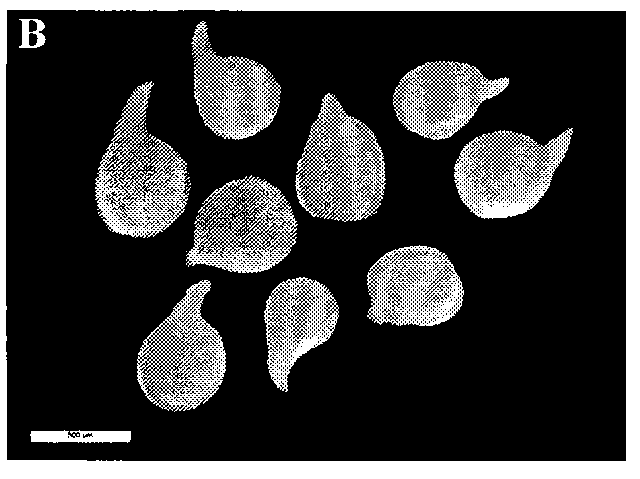 Simple method for quickly collecting large quantity of female root-knot nematodes