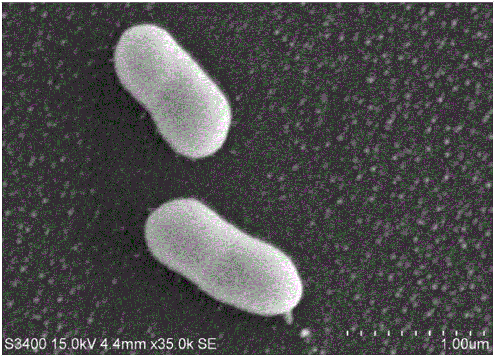 Aeromonas salmonicida inactivated vaccine and applications thereof