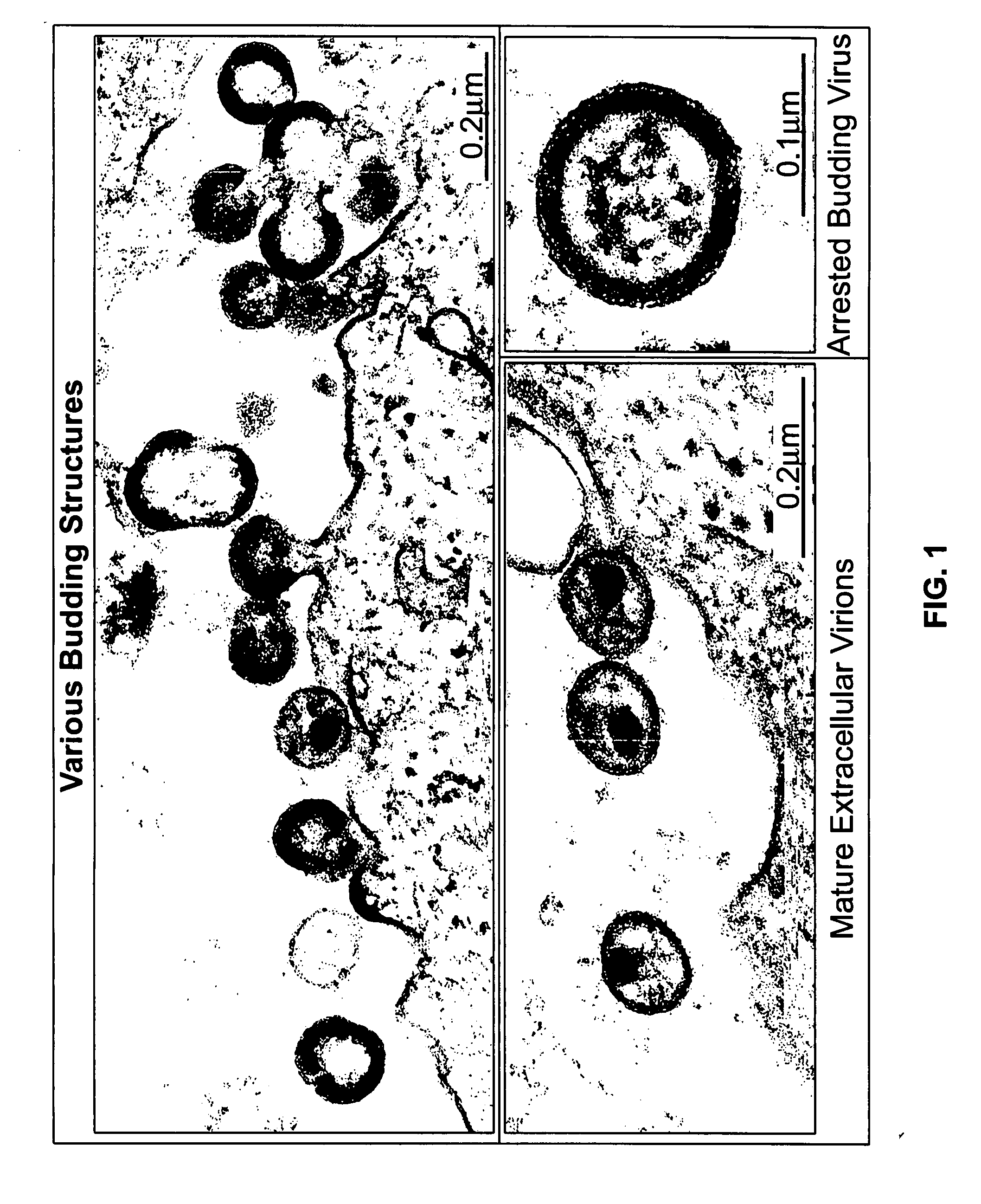 Agents for the treatment of viral infections