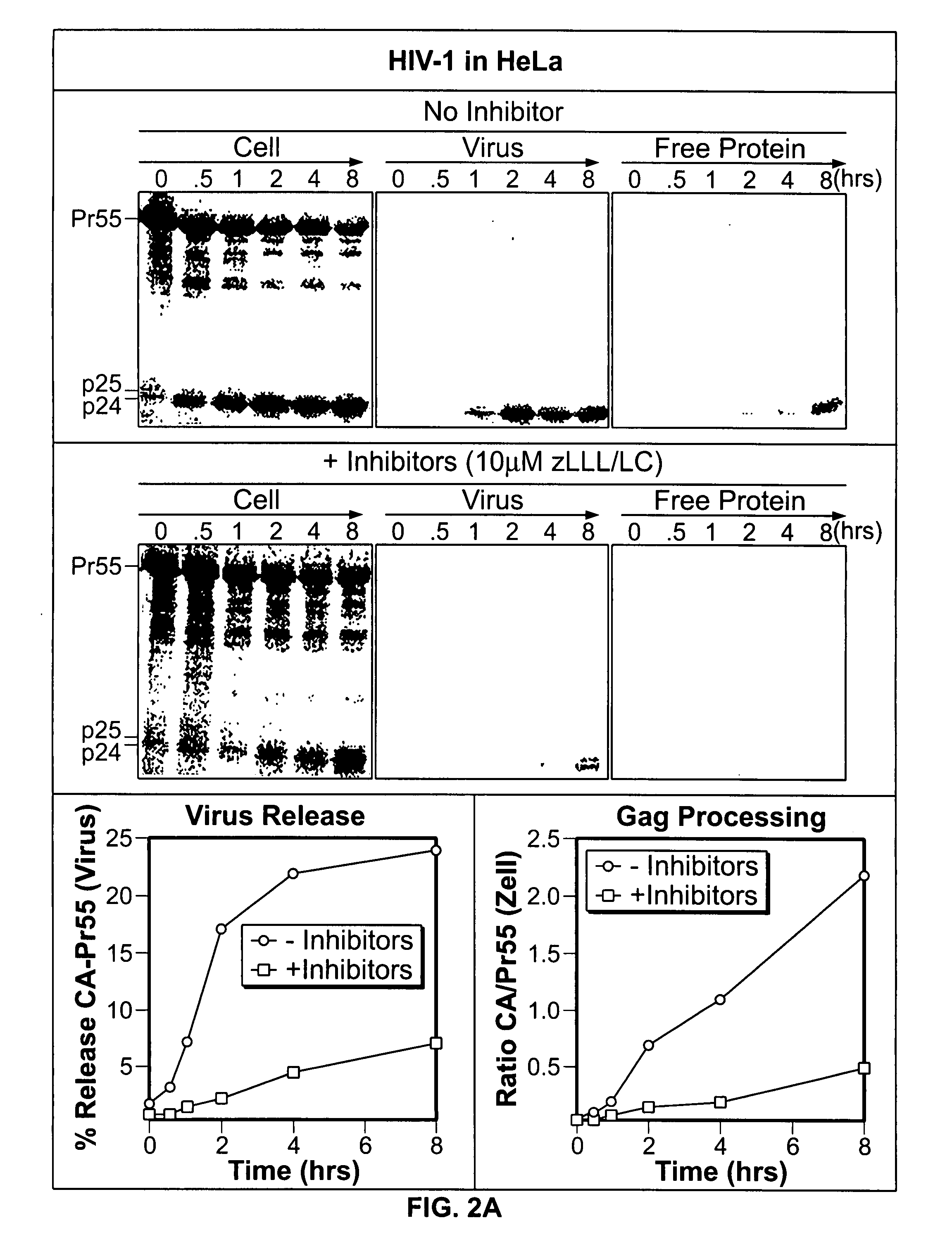 Agents for the treatment of viral infections