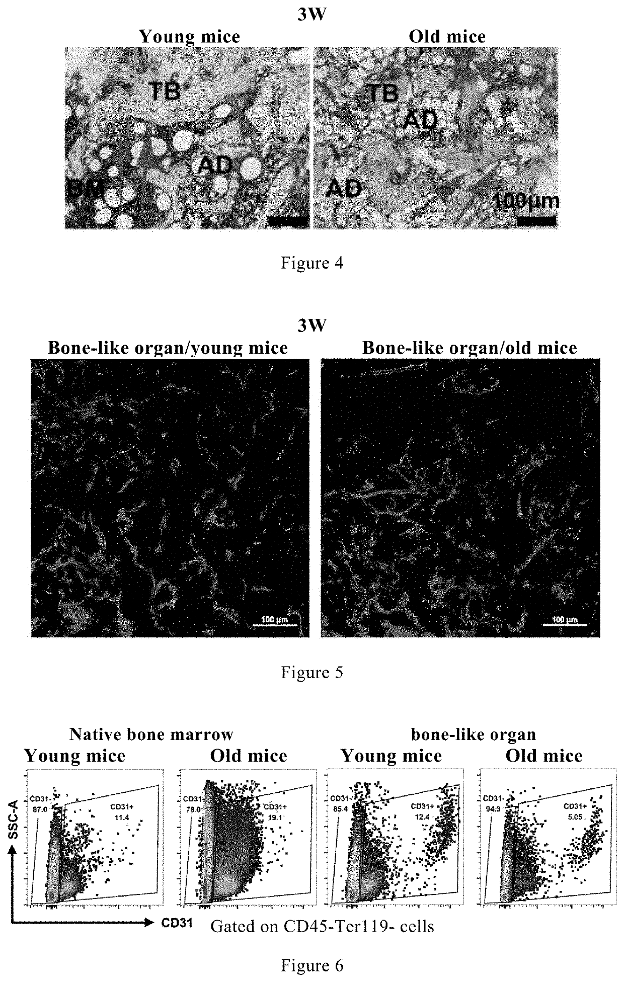 New use of stem cell generator in preparation of bone defect repair materials