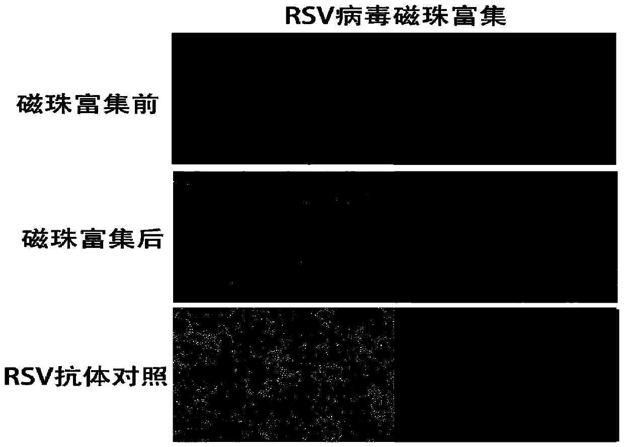 Virus biological magnetic bead enrichment and concentration kit and application